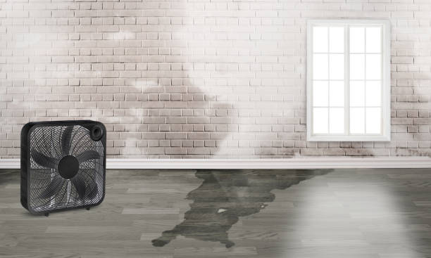 Best Water damage contractors near me  in Van Vleck, TX