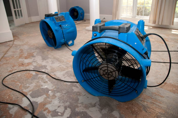 Best Mold removal after water damage  in Van Vleck, TX